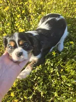 Jelly, a female Cavalier King Charles Spaniel for sale in Chico, CA – Photo 2 of 3