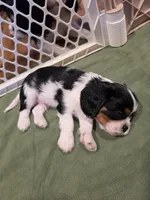 Sir Gary, a male Cavalier King Charles Spaniel for sale in Chico, CA – 2 of 3