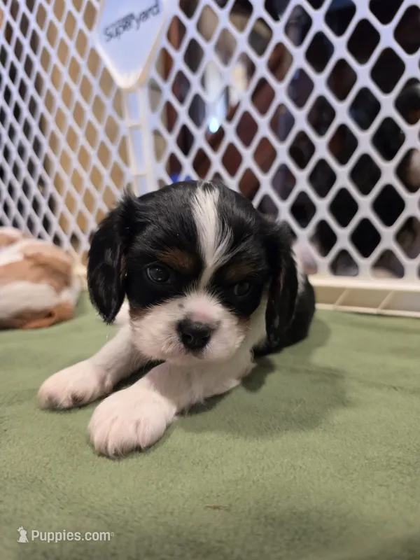 Sir Gary – Cavalier King Charles Spaniel puppy for sale in Chico, CA