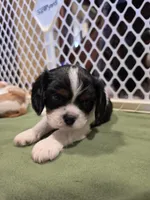 Sir Gary, a male Cavalier King Charles Spaniel for sale in Chico, CA – 1 of 3