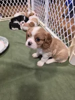 Fluff, a male Cavalier King Charles Spaniel for sale in Chico, CA – 3 of 3