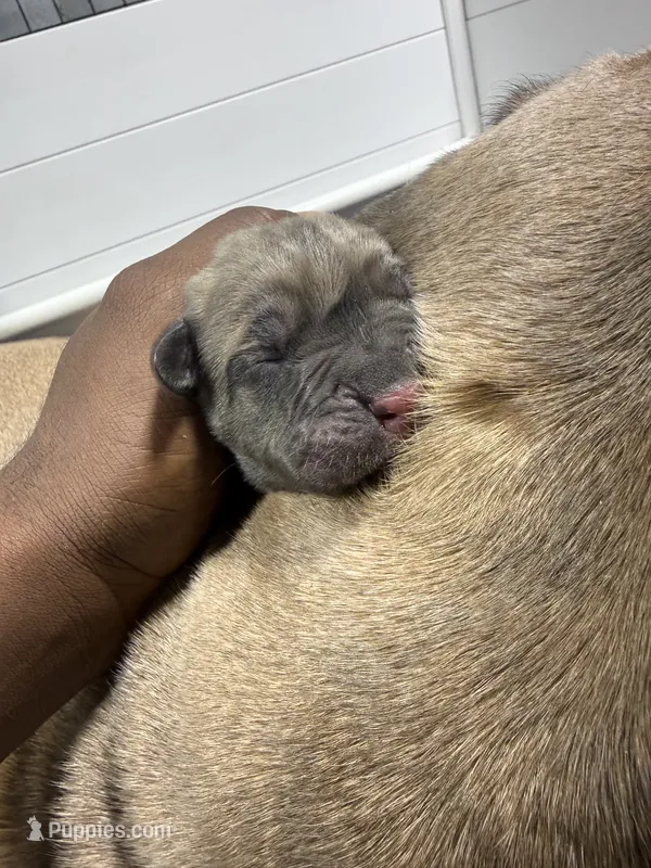 Neon green – Cane Corso puppy for sale in Abington, PA