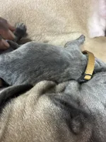 Yellow, a male Cane Corso for sale in Abington, PA – 3 of 3