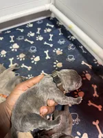 Light brown, a male Cane Corso for sale in Abington, PA – 3 of 3