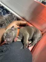 Orange , a male Cane Corso for sale in Abington, PA – 2 of 4
