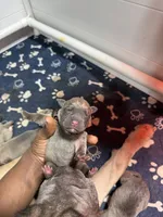 Brown, a male Cane Corso for sale in Abington, PA – 2 of 3