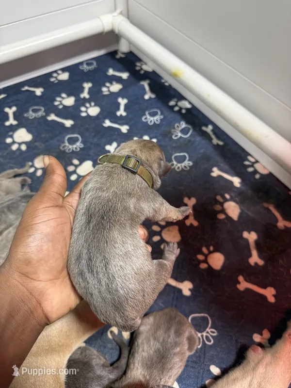 Green – Cane Corso puppy for sale in Abington, PA