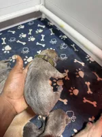 Green, a male Cane Corso for sale in Abington, PA – 1 of 2