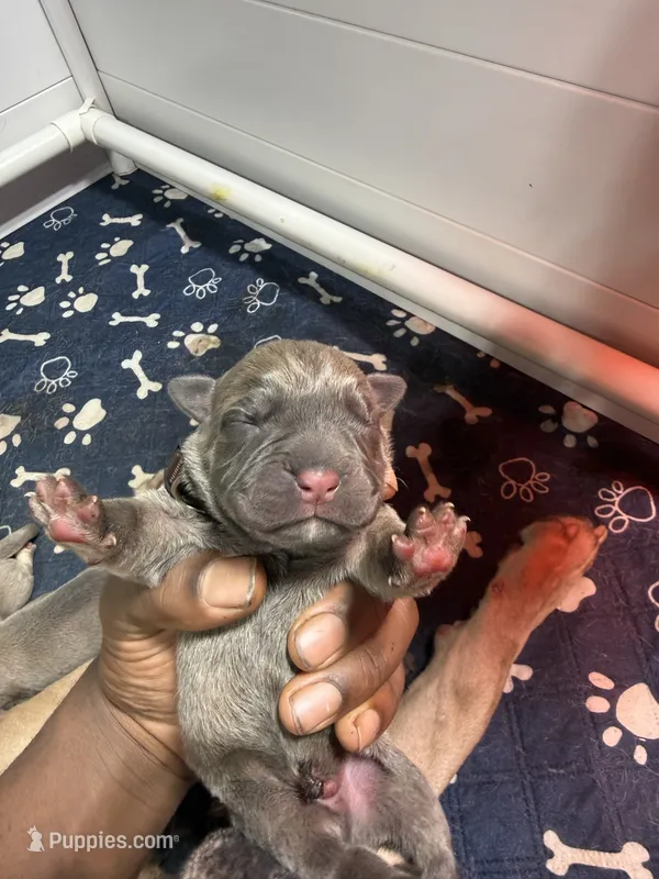 Brown – Cane Corso puppy for sale in Abington, PA