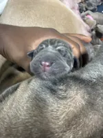 Yellow, a male Cane Corso for sale in Abington, PA – 2 of 3