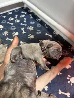 Brown, a male Cane Corso for sale in Abington, PA – 3 of 3