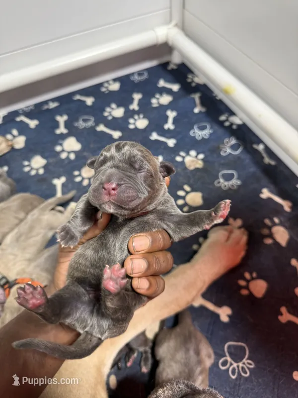 Light brown – Cane Corso puppy for sale in Abington, PA