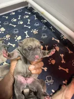 Green, a male Cane Corso for sale in Abington, PA – 2 of 2