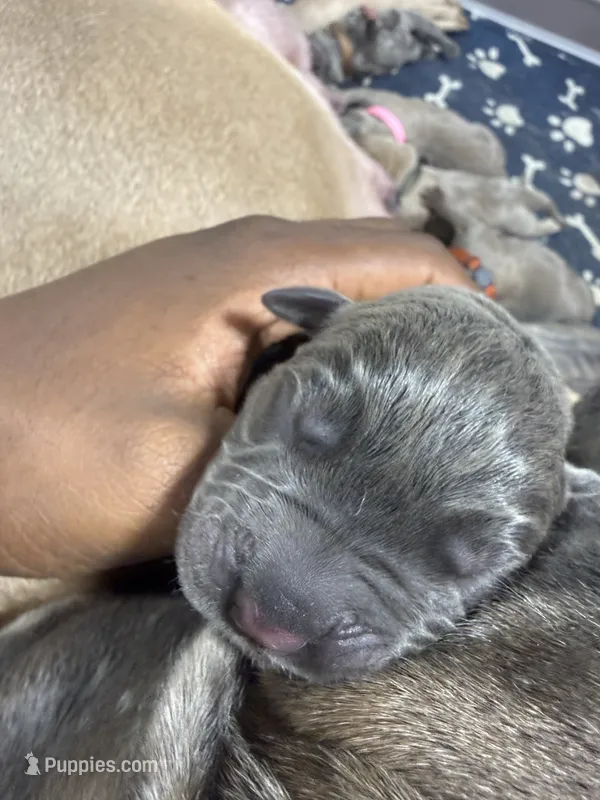 Yellow – Cane Corso puppy for sale in Abington, PA