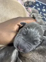 Yellow, a male Cane Corso for sale in Abington, PA – 1 of 3