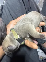 Neon green, a male Cane Corso for sale in Abington, PA – 2 of 2