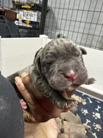 Light brown, a male Cane Corso for sale in Abington, PA – 2 of 3