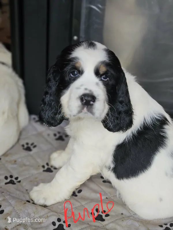 Purple Clover – English Springer Spaniel puppy for sale in Anderson, SC
