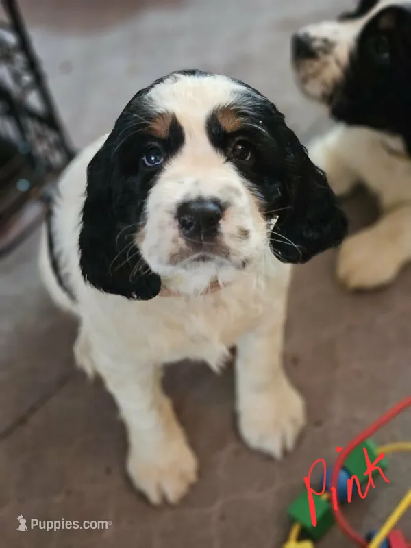 Pink Rose – English Springer Spaniel puppy for sale in Anderson, SC
