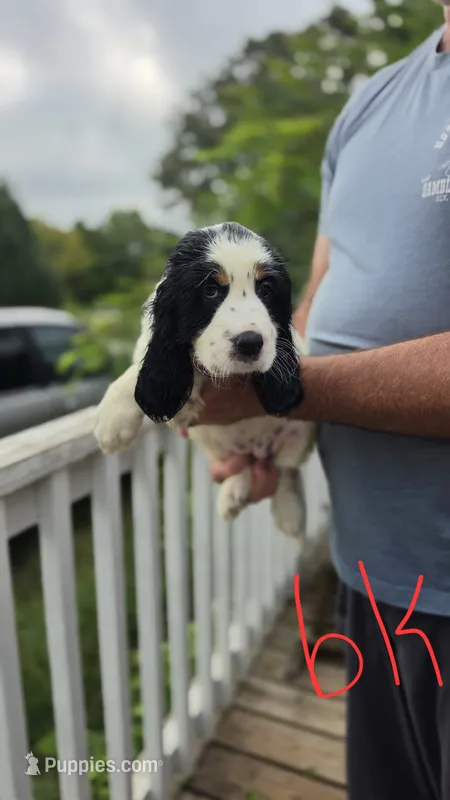 Black Dottie – English Springer Spaniel puppy for sale in Anderson, SC