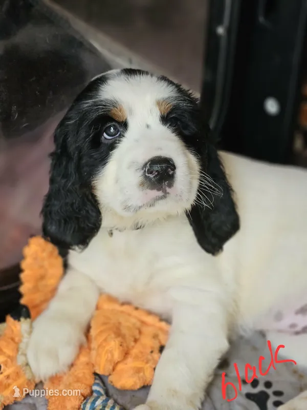Black Dottie – English Springer Spaniel puppy for sale in Anderson, SC