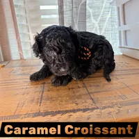 Caramel Croissant , a male Miniature Goldendoodle for sale in Fort Worth, TX – 1 of 3