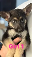 Kristina, a female German Shepherd Dog for sale in Fort Worth, TX – 1 of 2