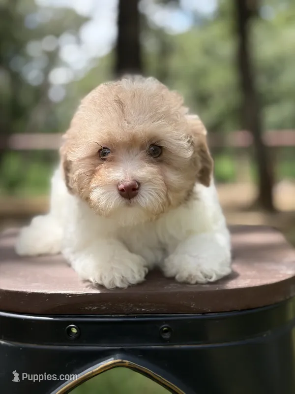 Dumpling – Poodle - Miniature  puppy for sale in Fort Worth, TX