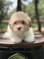 Dumpling, a female Poodle - Miniature  for sale in Fort Worth, TX – 1 of 4
