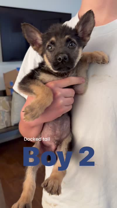 Bobby, a male German Shepherd Dog for sale in Fort Worth, TX – 2 of 2