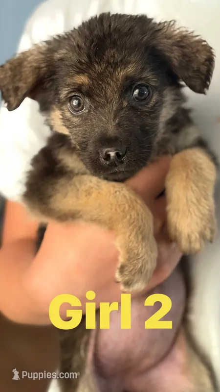 Gina  – German Shepherd Dog puppy for sale in Fort Worth, TX