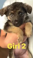 Gina , a female German Shepherd Dog for sale in Fort Worth, TX – 1 of 2