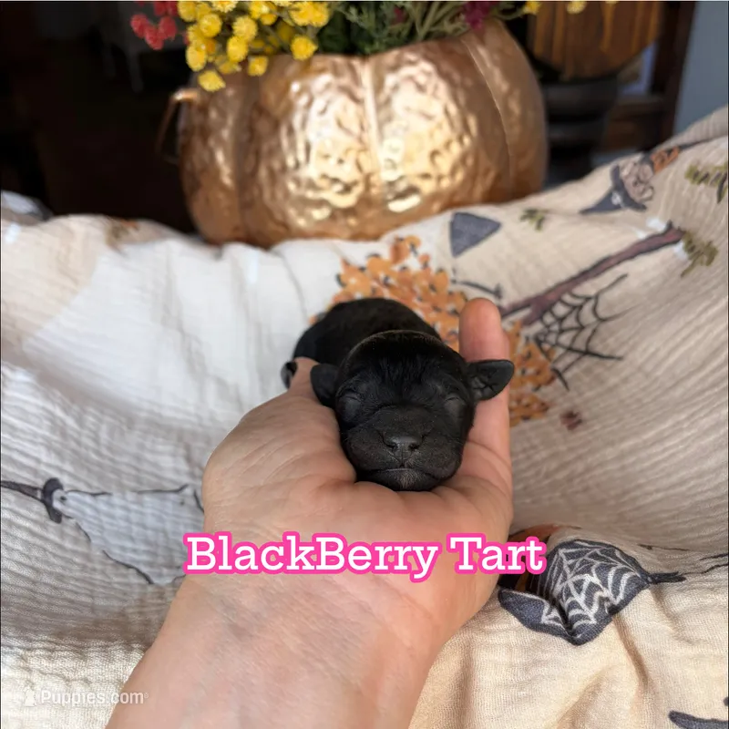 BlackBerry Tart – Miniature Goldendoodle puppy for sale in Fort Worth, TX