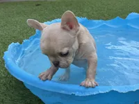 Oatmeal Pie, a male French Bulldog for sale in Fort Worth, TX – 3 of 3