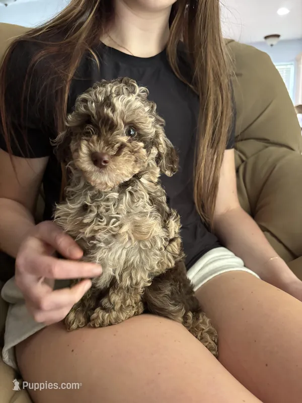 Skittles  – Poodle - Miniature  puppy for sale in Fort Worth, TX