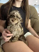 Skittles , a female Poodle - Miniature  for sale in Fort Worth, TX – 2 of 5