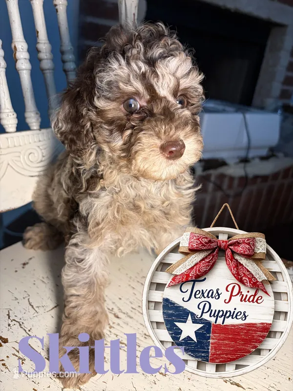 Skittles  – Poodle - Miniature  puppy for sale in Fort Worth, TX