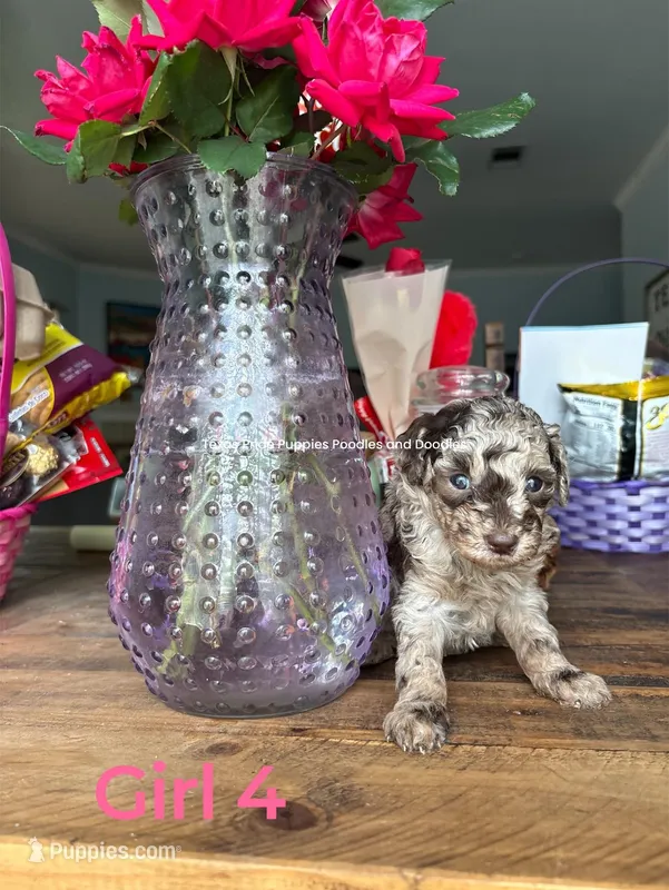 Skittles  – Poodle - Miniature  puppy for sale in Fort Worth, TX
