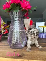 Skittles , a female Poodle - Miniature  for sale in Fort Worth, TX – 3 of 5