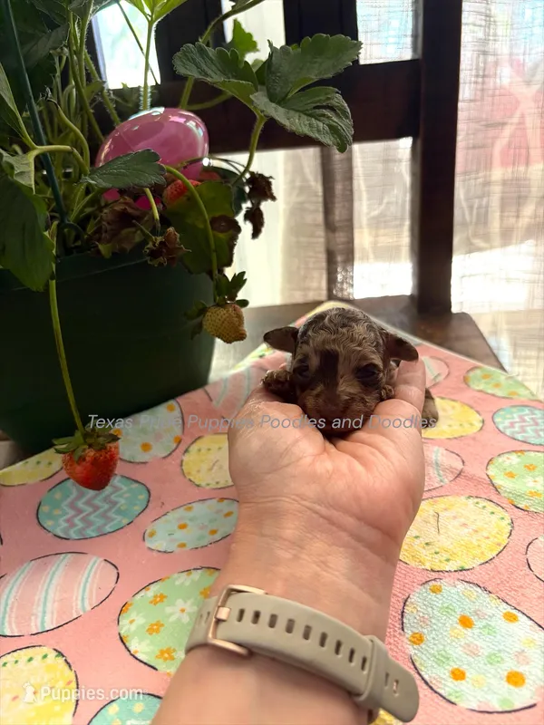 Skittles  – Poodle - Miniature  puppy for sale in Fort Worth, TX