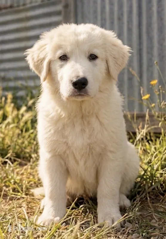 Mellow  – Anatolian Shepherd Dog, Great Pyrenees puppy for sale in Fort Worth, TX