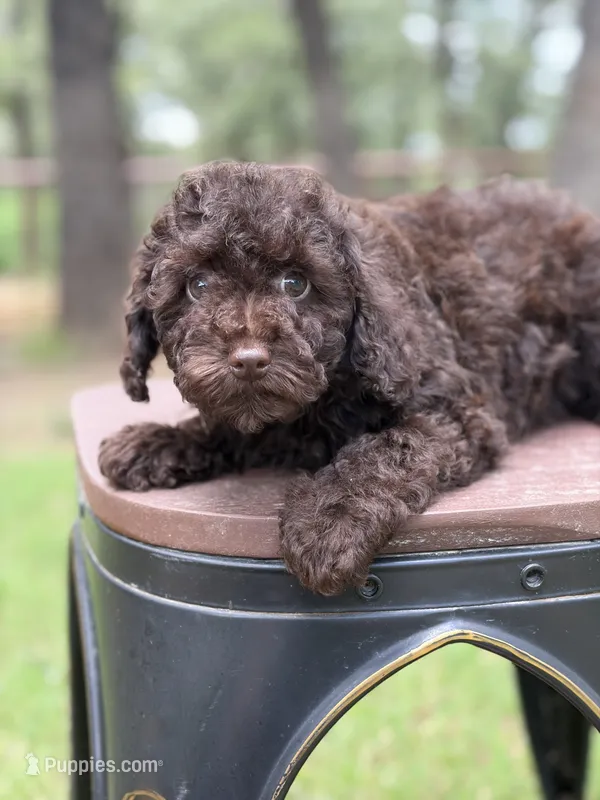 Truffles – Poodle - Miniature  puppy for sale in Fort Worth, TX