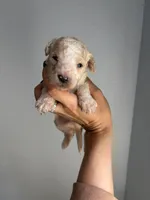 Apple Fritter , a male Miniature Goldendoodle for sale in Fort Worth, TX – 4 of 4