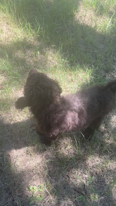 Patrick, a male Goldendoodle for sale in Fort Worth, TX – 4 of 4