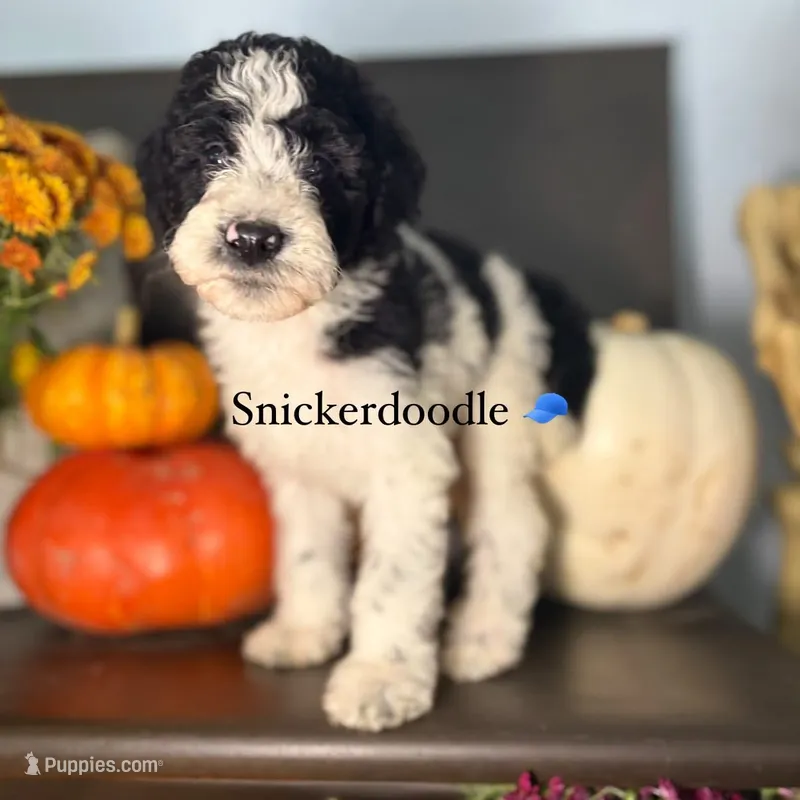 Chocolate Chip – Miniature Goldendoodle puppy for sale in Fort Worth, TX