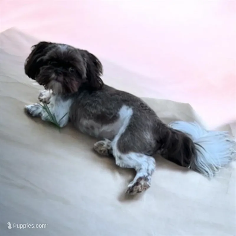 Latte – Shih Tzu puppy for sale in Fort Worth, TX