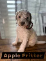 Apple Fritter , a male Miniature Goldendoodle for sale in Fort Worth, TX – 1 of 4