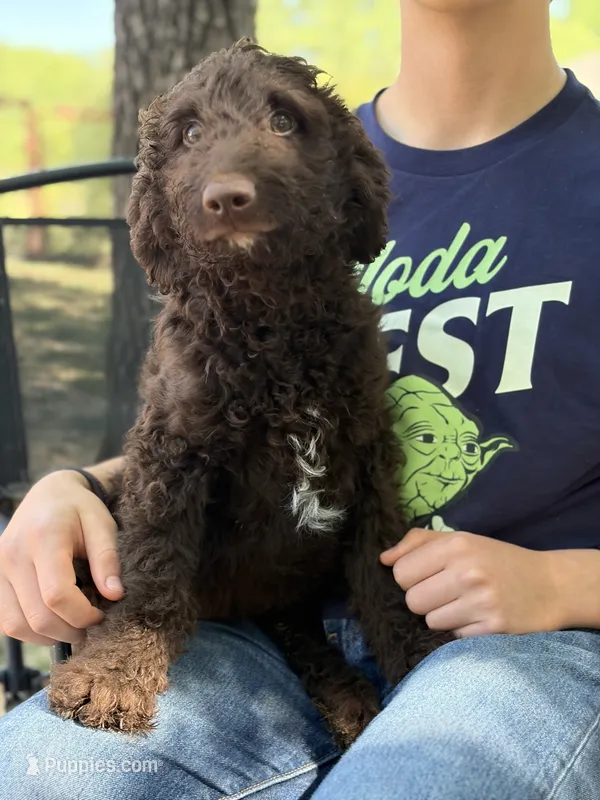 Patrick – Goldendoodle puppy for sale in Fort Worth, TX