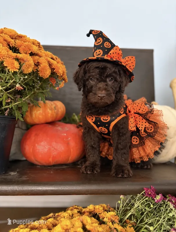 Maple Muffin  – Miniature Goldendoodle puppy for sale in Fort Worth, TX