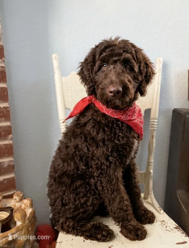 Patrick – Goldendoodle puppy for sale in Fort Worth, TX